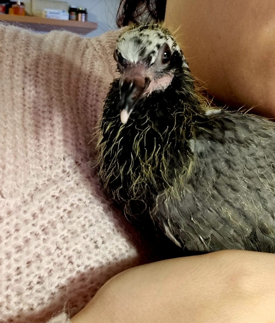 Naiara cuidando una paloma