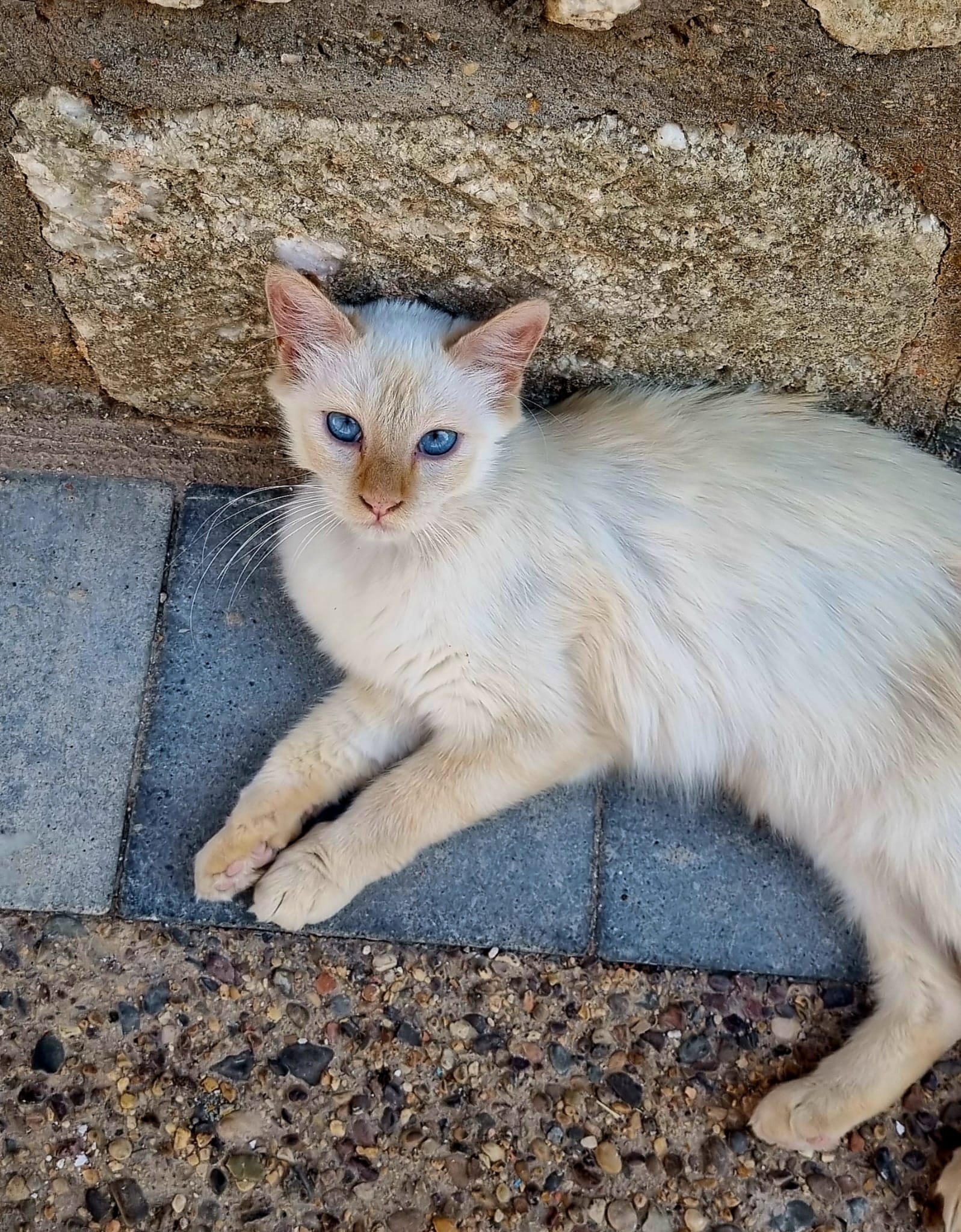 Gatita blanca de ojos azules